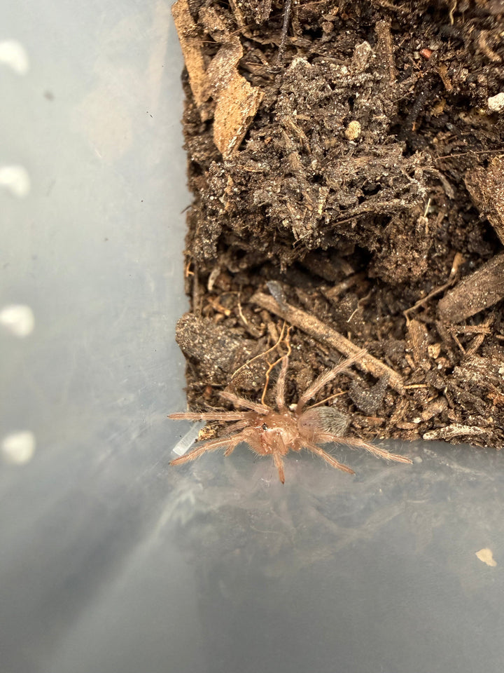 Salmon Pink Bird Eater Tarantula (Lasiodora parahybana), image 3