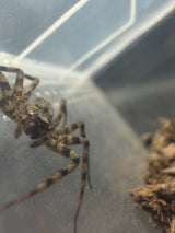 Selenopid Crab Spider (Selenops sp.) - 1/2-3/4 in
