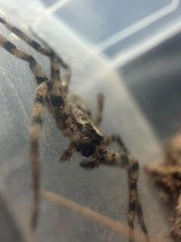 Selenopid Crab Spider (Selenops sp.)
