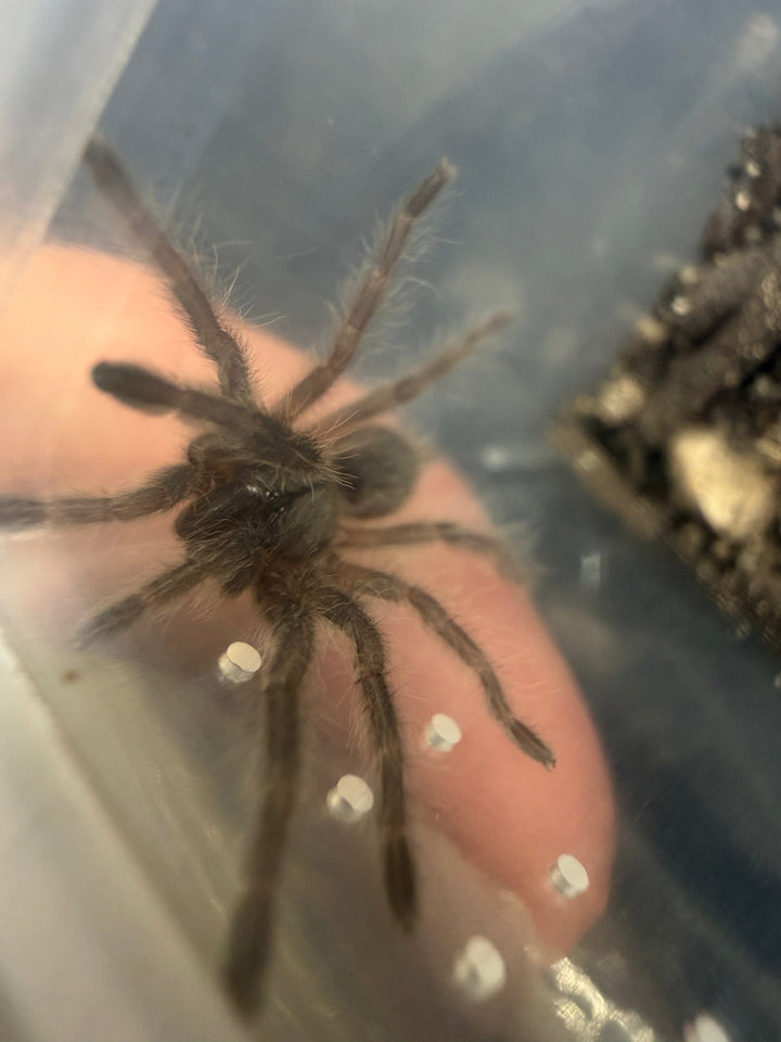 Socotra Island Blue Tarantula, Monocentropus balfouri