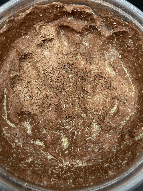 Temperate Springtail Master Culture with Clay, Folsomia candida, image 2