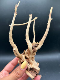 Spiderwood Branch
