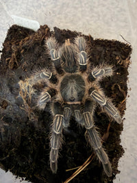 Stripe Knee Tarantula, Aphonopelma seemanni, image 2
