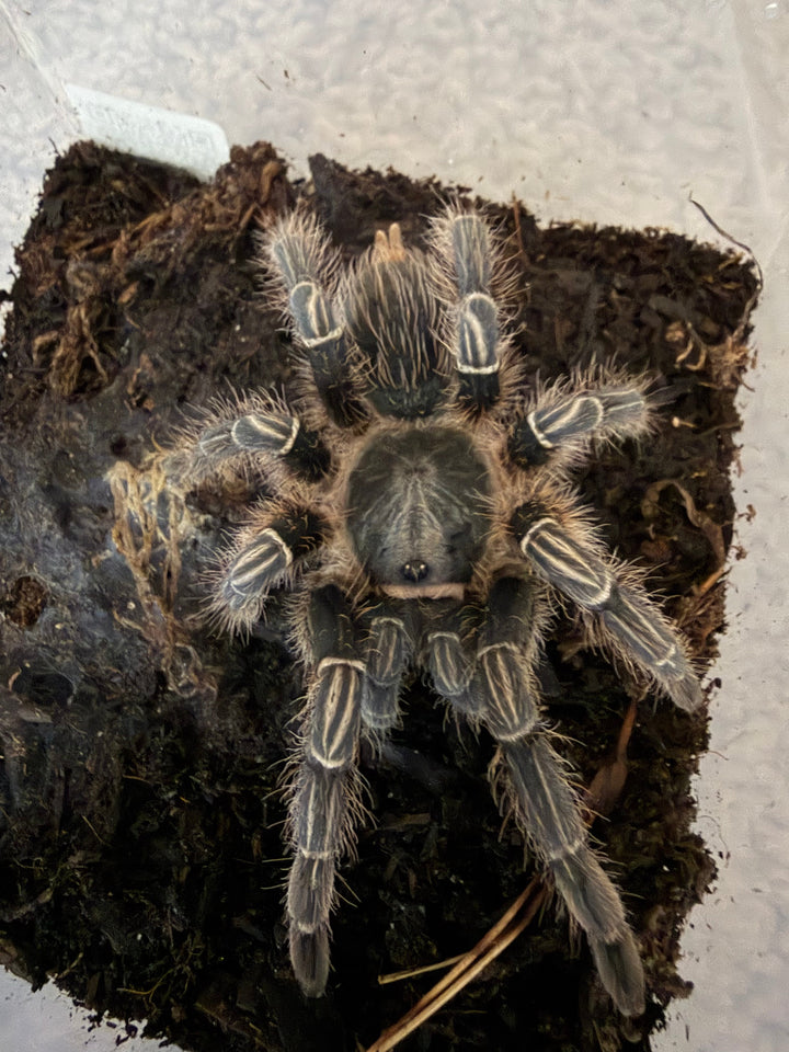 Stripe Knee Tarantula, Aphonopelma seemanni, image 2