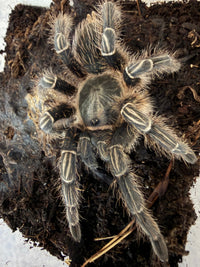 Stripe Knee Tarantula, Aphonopelma seemanni, image 3