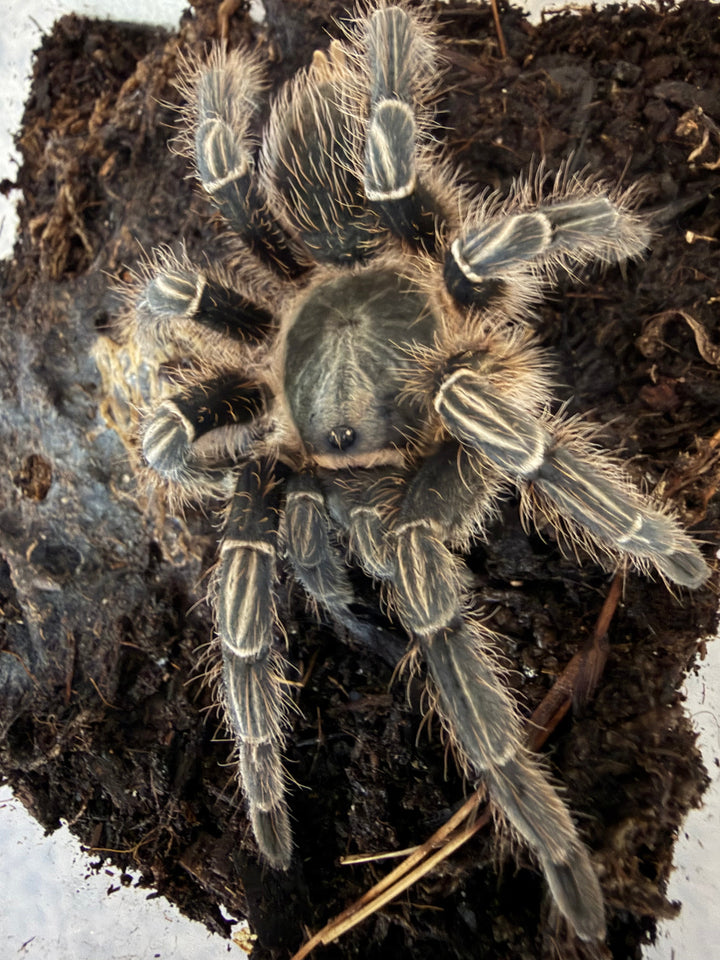Stripe Knee Tarantula, Aphonopelma seemanni, image 3