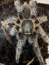 Costa Rican Zebra / Stripe Knee Tarantula (Aphonopelma seemanni)