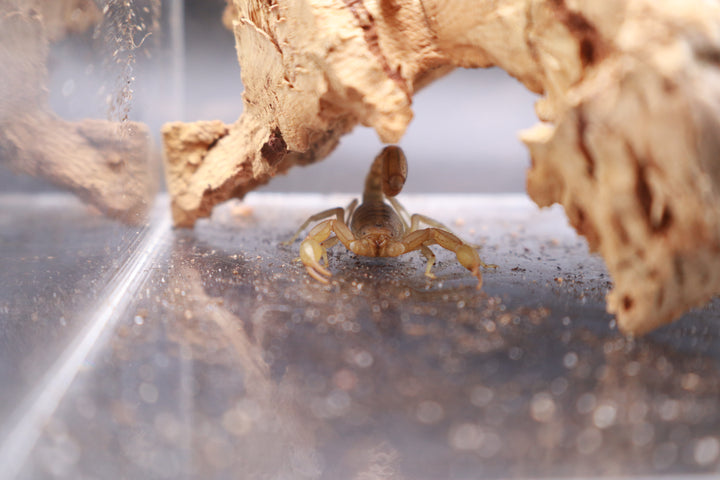 Striped Devil Scorpion, Paravaejovis spinigerus, image 2