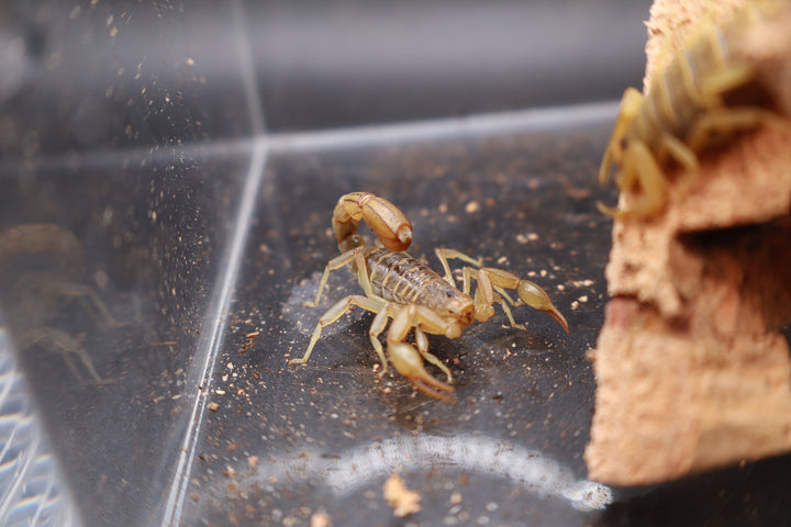 Striped Devil Scorpion, Paravaejovis spinigerus