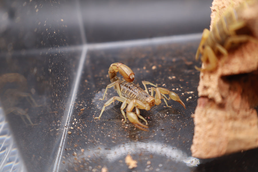 Striped Devil Scorpion, Paravaejovis spinigerus