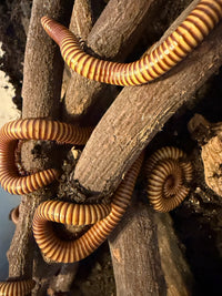 Group of Texas Gold Millipedes (Orthoporus ornatus) coiled across hardwood, sold as a 10 count lot