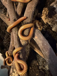 Texas Gold Millipedes (Orthoporus ornatus) woven through a stack of dry wood