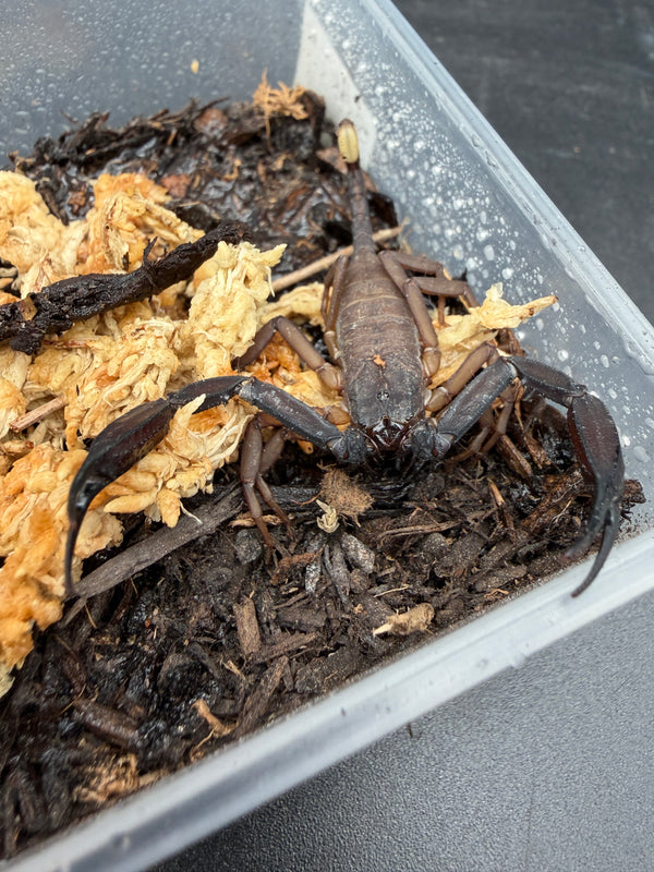 Thai Flat Rock Scorpion (Scorpiops cf. kautti), with broad black pincers spread over dark substrate