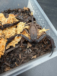 Thai Flat Rock Scorpion (Scorpiops cf. kautti), with broad black pincers spread over dark substrate