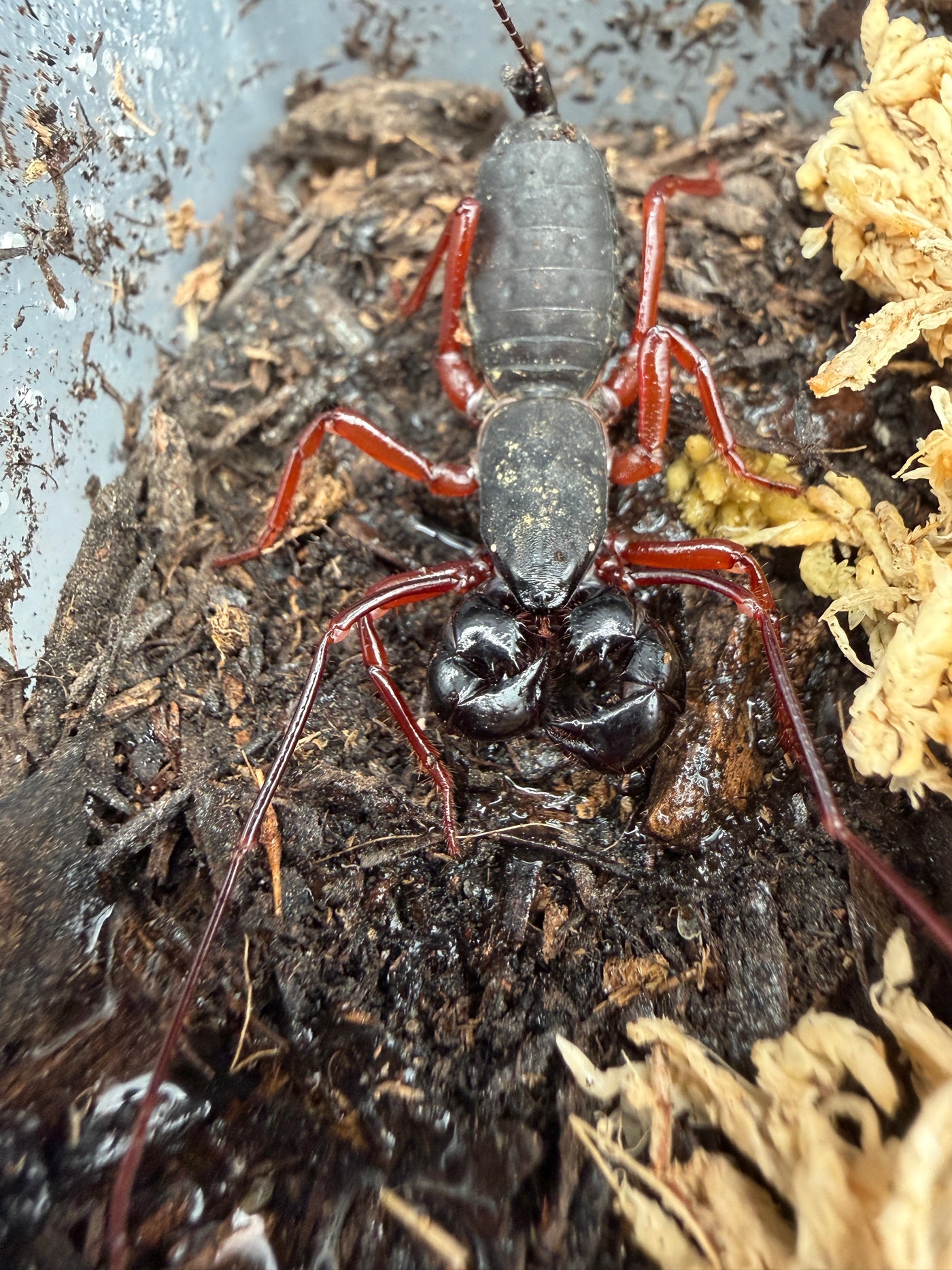 Red Leg Vinegaroon (Typopeltis sp.), from above, with red legs and glossy black pincers