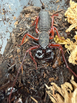 Thai Red Leg Vinegaroon (Typopeltis sp.)