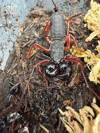 Red Leg Vinegaroon (Typopeltis sp.), from above, with red legs and glossy black pincers