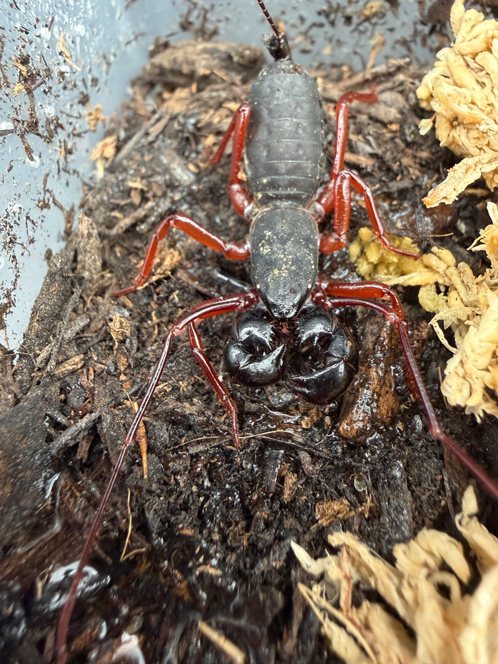 Red Leg Vinegaroon (Typopeltis sp.), from above, with red legs and glossy black pincers