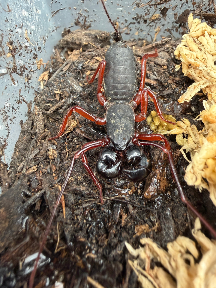 Red Leg Vinegaroon (Typopeltis sp.), from above, with red legs and glossy black pincers