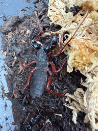 Red Leg Vinegaroon (Typopeltis sp.), beside pale moss, with long front legs extended
