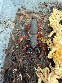 Red Leg Vinegaroon (Typopeltis sp.), from above, with red legs and glossy black pincers