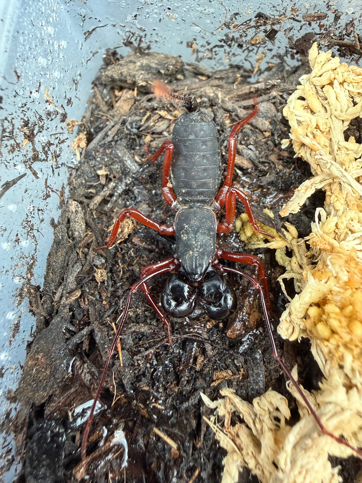 Red Leg Vinegaroon (Typopeltis sp.), from above, with red legs and glossy black pincers