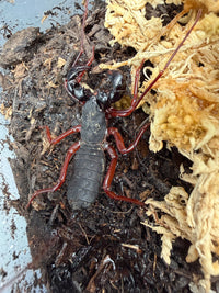 Red Leg Vinegaroon (Typopeltis sp.), beside pale moss, with long front legs extended