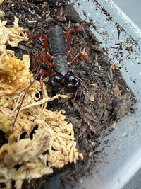 Red Leg Vinegaroon (Typopeltis sp.), on dark substrate beside pale moss