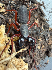 Red Leg Vinegaroon (Typopeltis sp.), close-up of red legs and glossy black pincers