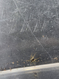 Captive-bred Georgia Black Wolf Spider (Tigrosa georgicola) hatchling