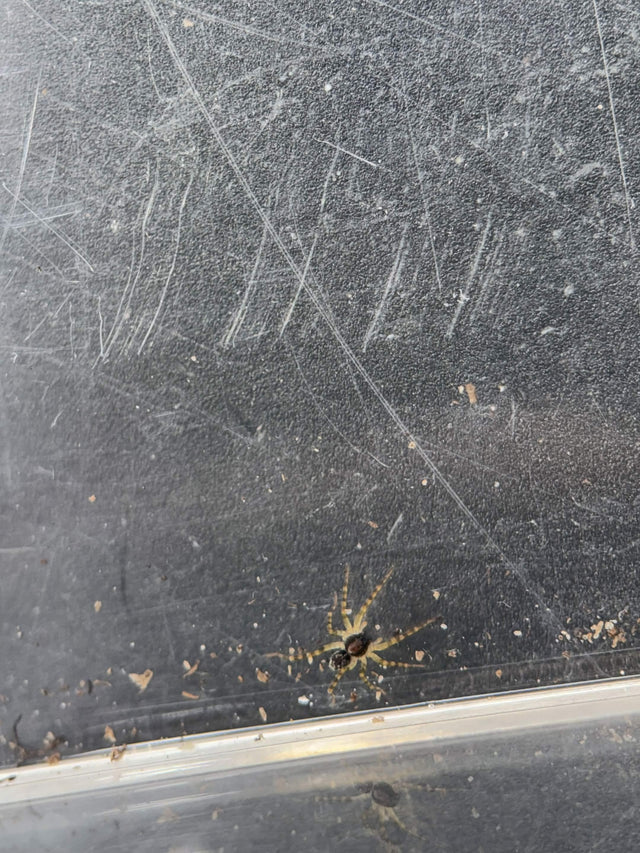 Georgia Black Wolf Spider (Tigrosa georgicola)