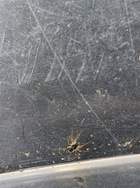 Freshly hatched Tigrosa georgicola wolf spider sling