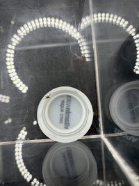 Freshly hatched captive-bred Georgia Black Wolf Spider (Tigrosa georgicola)