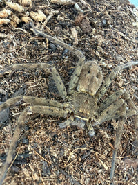 Tropical Huntsman Spider (Heteropoda venatoria) Size TBD