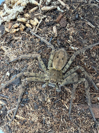 Tropical Huntsman Spider (Heteropoda venatoria) Size TBD