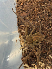 Tropical Huntsman Spider (Heteropoda venatoria) Size TBD