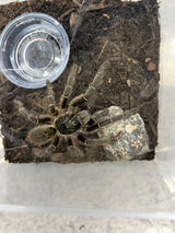 Unicorn Horned Baboon Tarantula (Ceratogyrus marshalli)