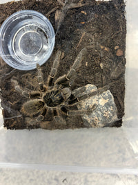 Unicorn Horned Baboon Tarantula (Ceratogyrus marshalli), image 1
