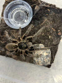Unicorn Horned Baboon Tarantula (Ceratogyrus marshalli), image 2