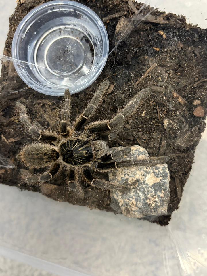 Unicorn Horned Baboon Tarantula (Ceratogyrus marshalli), image 2