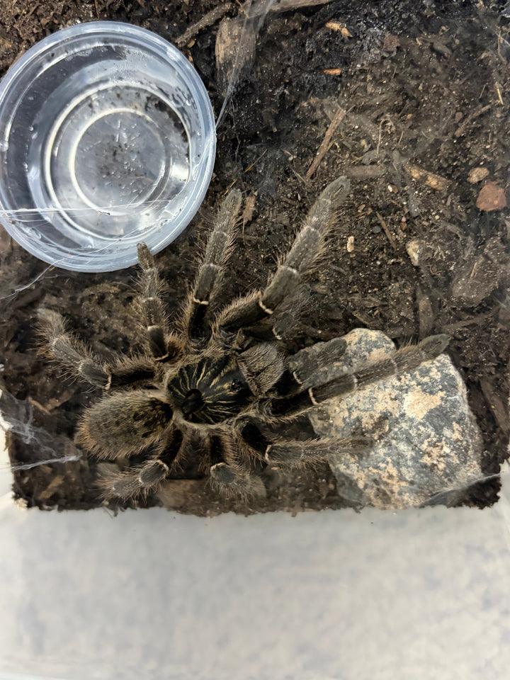 Unicorn Horned Baboon Tarantula (Ceratogyrus marshalli), image 3