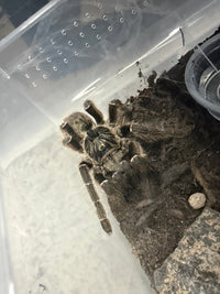 Unicorn Horned Baboon Tarantula (Ceratogyrus marshalli), image 4