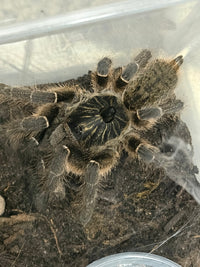 Unicorn Horned Baboon Tarantula (Ceratogyrus marshalli), image 5