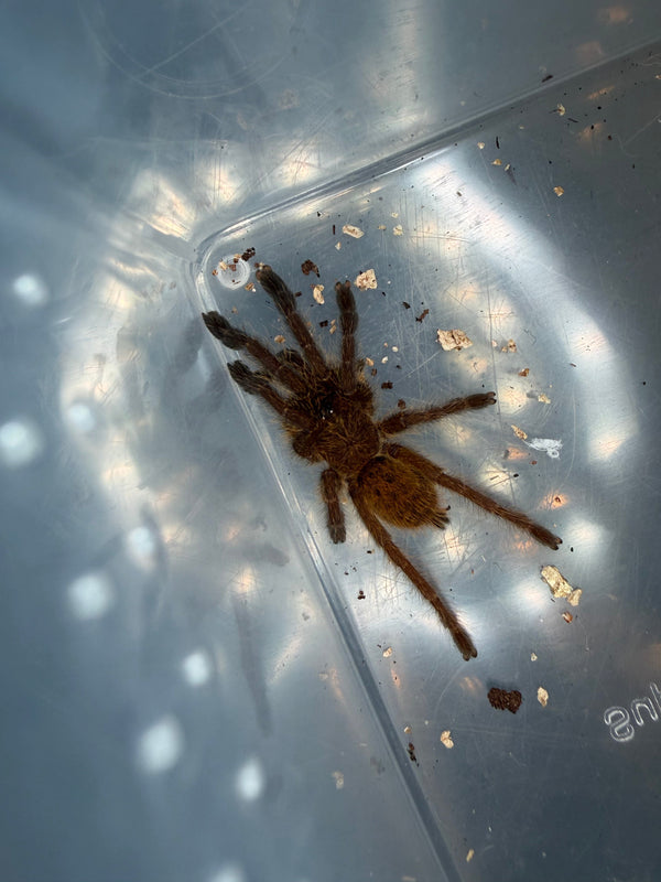 Usambara Orange Starburst Tarantula (Pterinochilus murinus), image 1