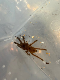 Usambara Orange Starburst Tarantula (Pterinochilus murinus), image 2