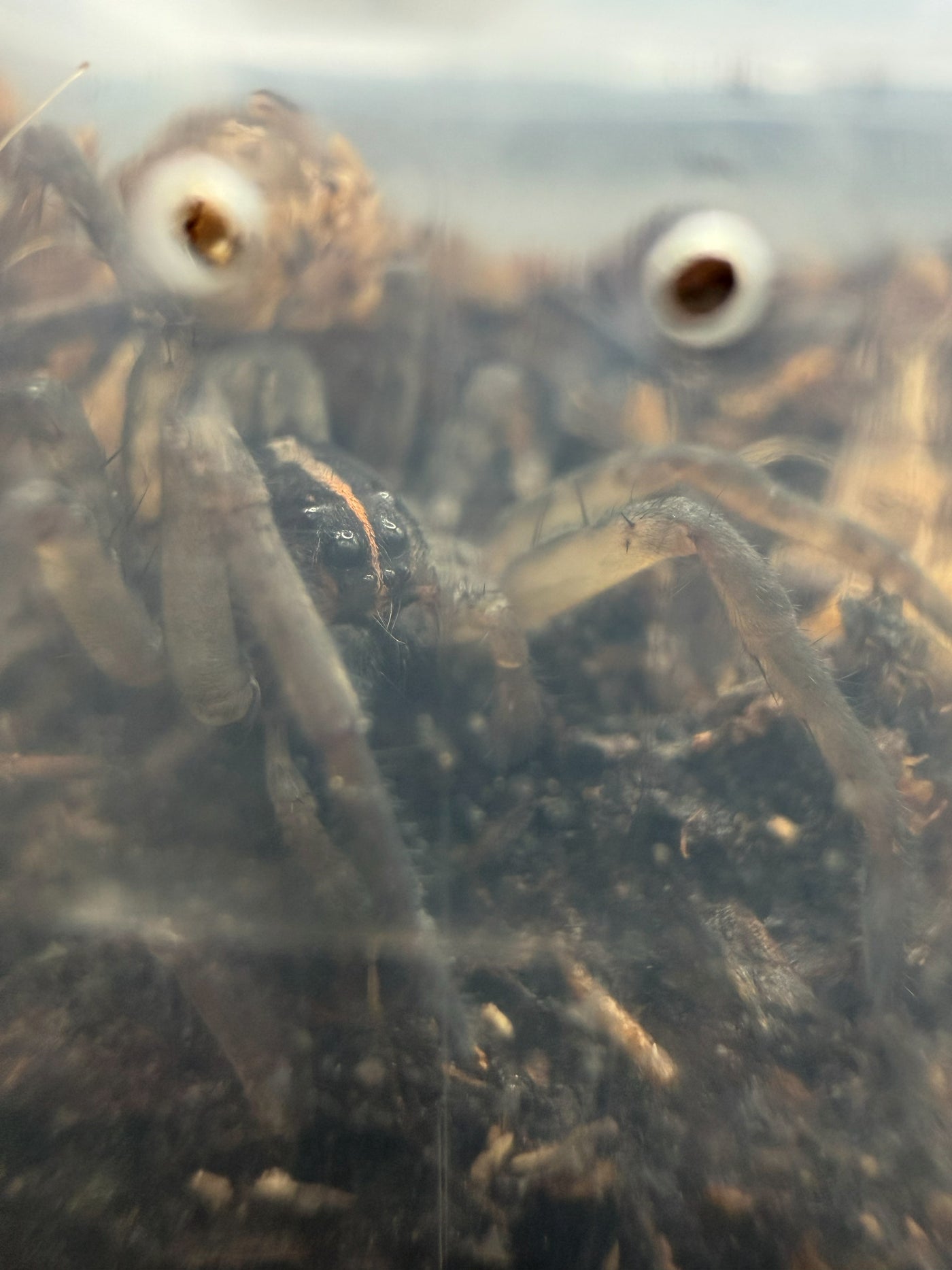 Vantablack Wolf Spider (Lycosa singoriensis)