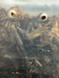 Vantablack Wolf Spider (Lycosa singoriensis)
