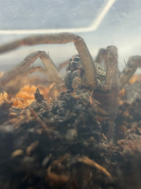Vantablack Wolf Spider (Lycosa singoriensis)