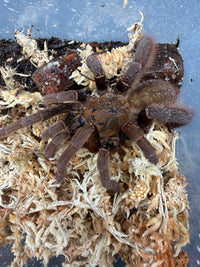 Vendula Earth Tiger Tarantula (Magnacrus tongmianensis), with brown legs spread across pale moss