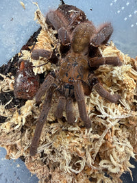 Vendula Earth Tiger Tarantula (Magnacrus tongmianensis), from above on moss, with thick brown legs